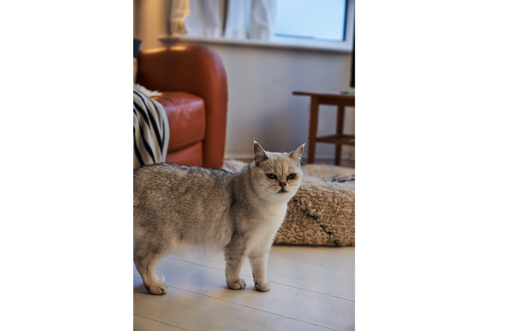 Image Content Module