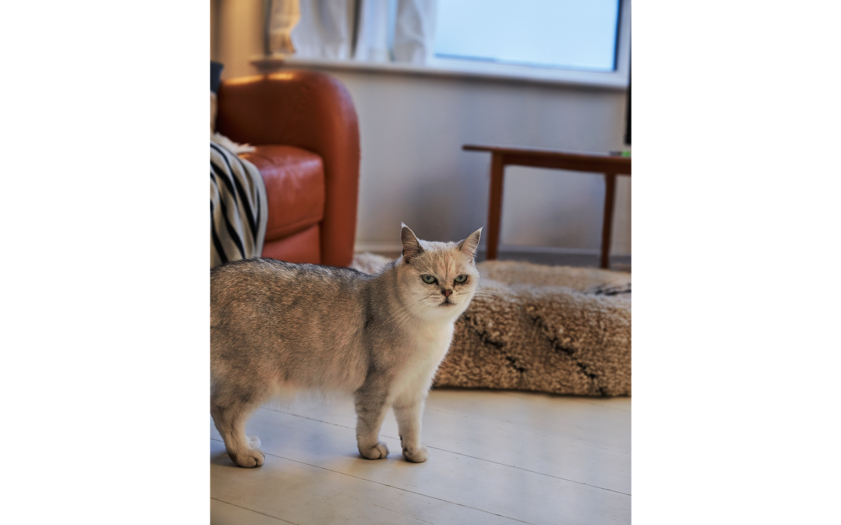 Image & Copy Content Module